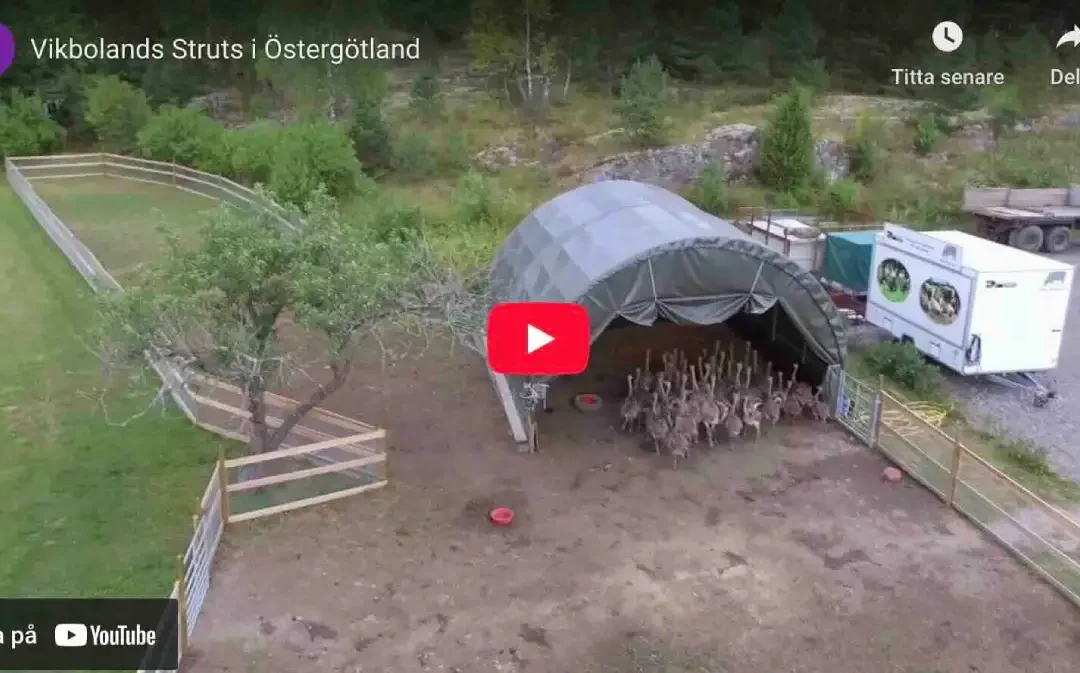 Vikbolandsstruts strutskött strutsfarm
